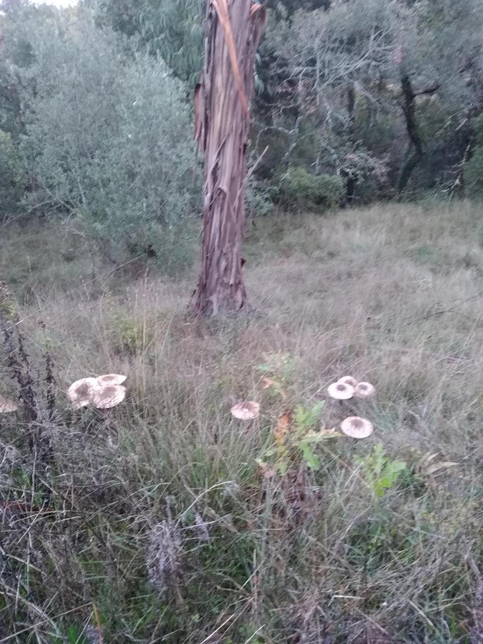 Quintinha Do Casal Ruivo Villa Figueiro Dos Vinhos Eksteriør billede